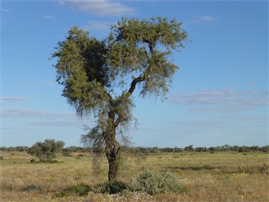 APII jpeg image of Hakea eyreana  © contact APII