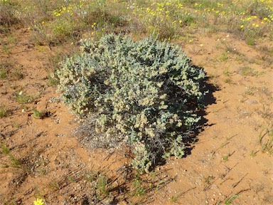 APII jpeg image of Atriplex vesicaria subsp. macrocystidia  © contact APII