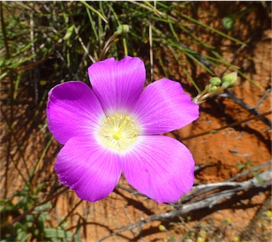 APII jpeg image of Calandrinia polyandra  © contact APII