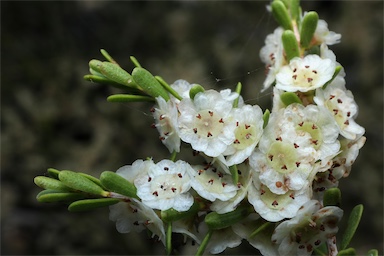 APII jpeg image of Thryptomene parviflora  © contact APII