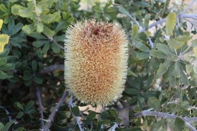 APII jpeg image of Banksia epica  © contact APII