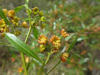 APII jpeg image of Dodonaea viscosa subsp. spatulata  © contact APII