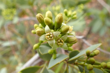 APII jpeg image of Santalum lanceolatum  © contact APII