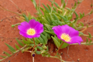 APII jpeg image of Calandrinia balonensis  © contact APII