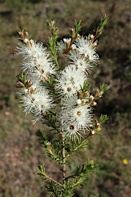 APII jpeg image of Kunzea ambigua  © contact APII