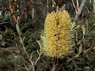 APII jpeg image of Banksia marginata  © contact APII