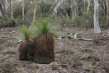 APII jpeg image of Xanthorrhoea glauca subsp. angustifolia  © contact APII