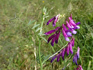 APII jpeg image of Vicia villosa subsp. eriocarpa  © contact APII