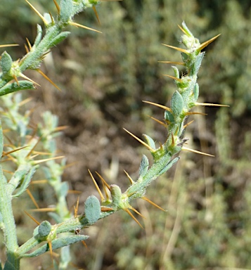 APII jpeg image of Sclerolaena muricata var. semiglabra  © contact APII