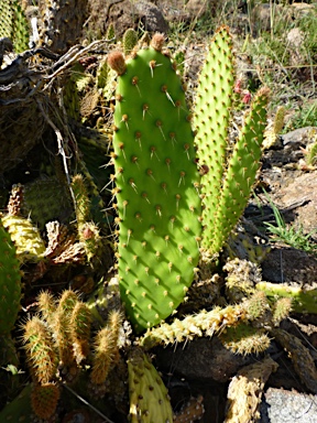 APII jpeg image of Opuntia puberula  © contact APII