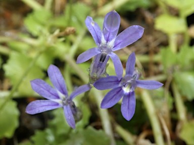 APII jpeg image of Lobelia arnhemiaca  © contact APII