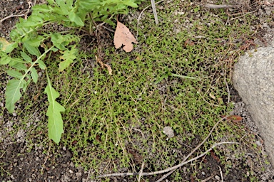 APII jpeg image of Crassula helmsii  © contact APII