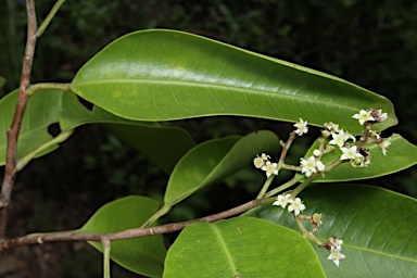 APII jpeg image of Geijera salicifolia  © contact APII