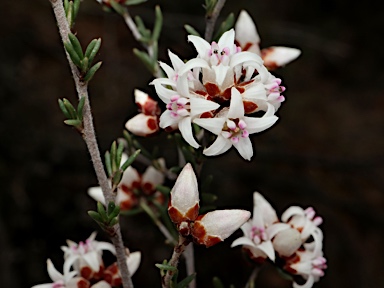 APII jpeg image of Cryptandra speciosa subsp. speciosa  © contact APII