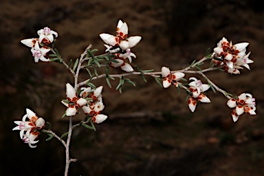 APII jpeg image of Cryptandra speciosa subsp. speciosa  © contact APII