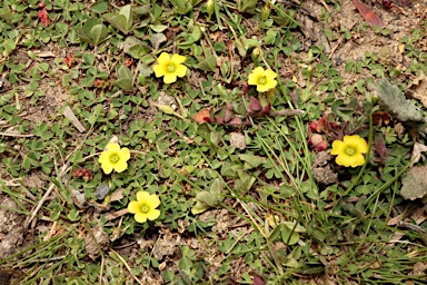 APII jpeg image of Oxalis exilis  © contact APII