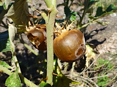 APII jpeg image of Solanum cinereum  © contact APII