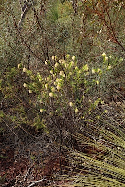 APII jpeg image of Pimelea leucantha  © contact APII