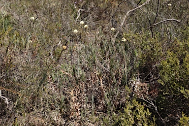 APII jpeg image of Dasypogon obliquifolius  © contact APII