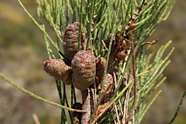 APII jpeg image of Allocasuarina humilis  © contact APII