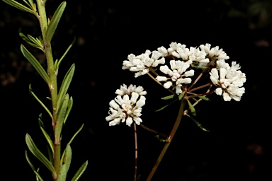 APII jpeg image of Poranthera huegelii  © contact APII