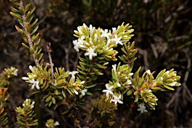 APII jpeg image of Styphelia densifolia var.  © contact APII
