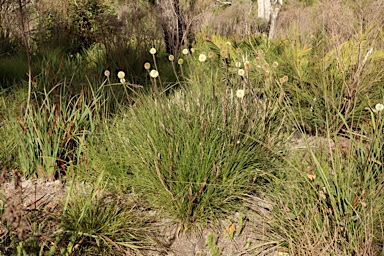 APII jpeg image of Dasypogon bromeliifolius  © contact APII