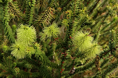 APII jpeg image of Melaleuca diosmifolia  © contact APII