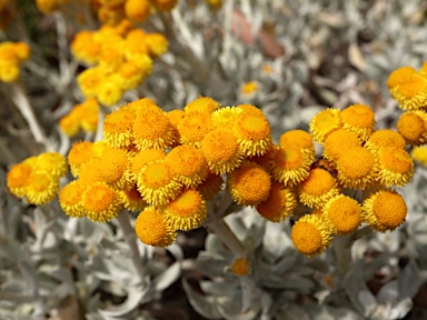 APII jpeg image of Chrysocephalum apiculatum 'Silver Sunburst'  © contact APII