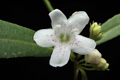 APII jpeg image of Myoporum betcheanum  © contact APII