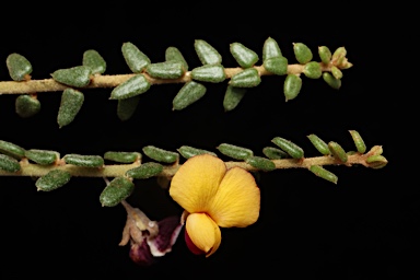 APII jpeg image of Aotus sp. Southern Wheatbelt (C.A.Gardner & W.E.Blackall 1412) WA  © contact APII