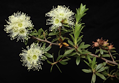 APII jpeg image of Kunzea bracteolata  © contact APII