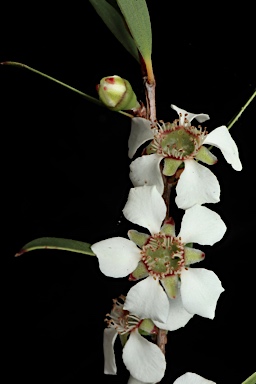 APII jpeg image of Leptospermum subglabratum  © contact APII