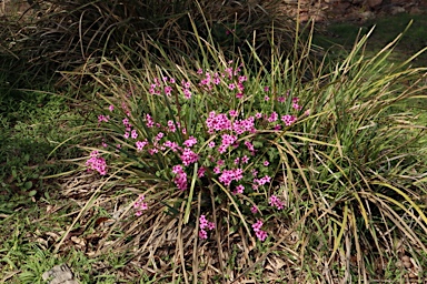 APII jpeg image of Oxalis articulata  © contact APII