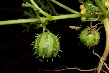 APII jpeg image of Cucumis myriocarpus subsp. myriocarpus  © contact APII