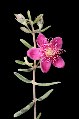 APII jpeg image of Lithomyrtus densifolia  © contact APII