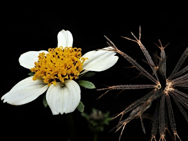 APII jpeg image of Bidens pilosa var. minor  © contact APII