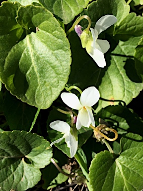 APII jpeg image of Viola odorata  © contact APII