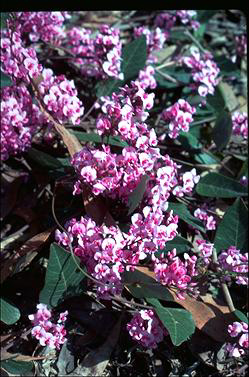 APII jpeg image of Hardenbergia violacea 'Aspiration'  © contact APII