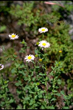 APII jpeg image of Calotis cuneifolia  © contact APII