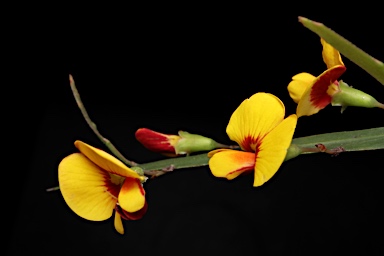 APII jpeg image of Bossiaea riparia  © contact APII