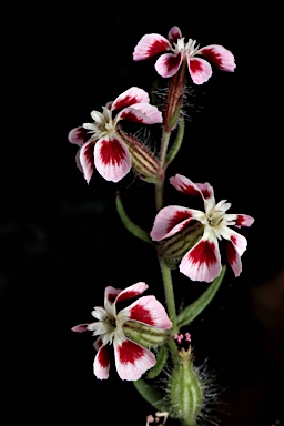 APII jpeg image of Silene gallica var. quinquevulnera  © contact APII