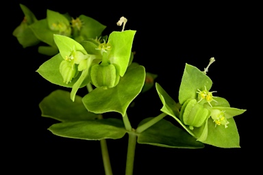 APII jpeg image of Euphorbia peplus  © contact APII