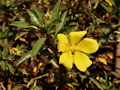 APII jpeg image of Ludwigia peploides subsp. montevidensis  © contact APII