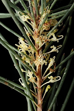 APII jpeg image of Hakea pachyphylla  © contact APII