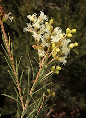 APII jpeg image of Melaleuca trichostachya  © contact APII