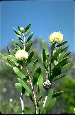 APII jpeg image of Melaleuca globulifera  © contact APII