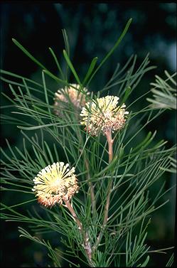 APII jpeg image of Isopogon dawsonii  © contact APII