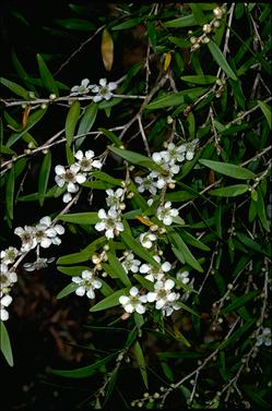 APII jpeg image of Leptospermum petersonii subsp. lanceolatum  © contact APII