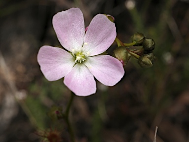 APII jpeg image of Drosera auriculata  © contact APII